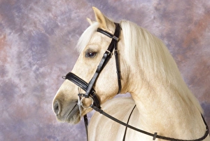 Images Dated 10th August 2007: Palomino Pony