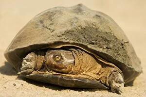 Pan Hinged Terrapin - Belongs to the group of Side-necked