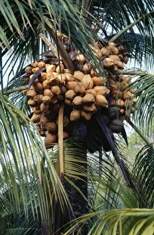 Coconuts Prints: Panama Dwarf Golden Coconut