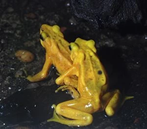 Amplexus Collection: Panamanian Golden Frog - critically endangered species - Central America