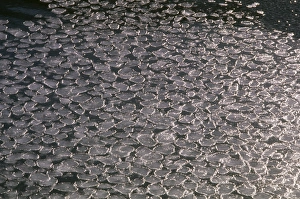 Images Dated 19th July 2006: Pancake Ice - forming Halley Bay, Antarctica