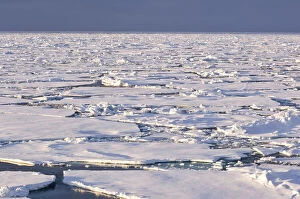 Pancake ice, Greenland Sea, East Coast of