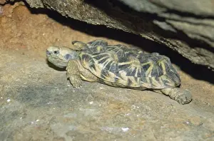 Tortoises Prints: Pancake Tortoise - small flat turtle that takes refuge under rocks
