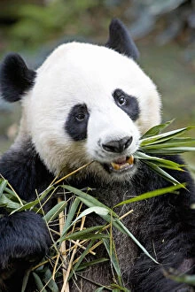 Bamboo Gallery: Panda eating bamboo shoots ( Alluropoda)