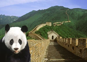 Images Dated 3rd September 2003: Panda at the Great Wall of China