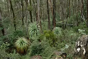Gums Prints: Pandani Mount Field National Park, Tasmania, Australia