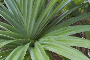Images Dated 10th December 2005: Pandanus - This is an endemic subspecies to the Cocos (Keeling) Islands, Indian Ocean