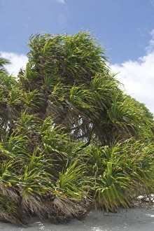 Images Dated 10th December 2005: Pandanus - This is an endemic subspecies to the Cocos (Keeling) Islands, Indian Ocean