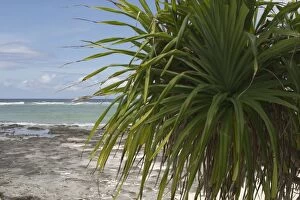 Images Dated 10th December 2005: Pandanus - This is an endemic subspecies to the Cocos (Keeling) Islands, Indian Ocean