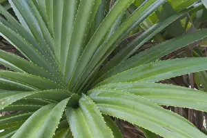 Pandanus - This is an endemic subspecies to the Cocos (Keeling) Islands, Indian Ocean