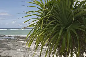 Pandanus - This is an endemic subspecies to the Cocos (Keeling) Islands, Indian Ocean