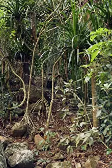Pandanus Prints: Pandanus sp. Mayotte Island, Indian Ocean