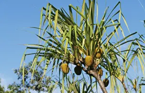 Pandanus Prints: Pandanus Tanjung Puting National Park, Kalimantan, Borneo, Indonesia