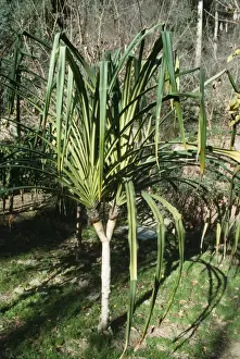Pandanus Prints: Pandanus Tree / Screw Pine