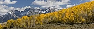 Panorama of Aspen and Spruce forests in autumn
