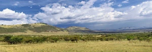 Acacia Gallery: Panoramic view of scattered acacia forest