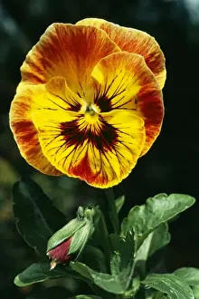 Pansy Prints: Pansy WW 3504 Viola tricolor hortensis © Wardene Weisser / ARDEA LONDON