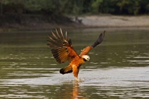 Swamp Gallery: Pantanal, Brazil, Black-collared Hawk, Busarellus