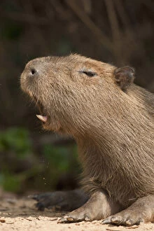 Yawning Gallery: Pantanal, Brazil, Capybara, Hydrochoerus