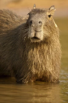 Images Dated 23rd August 2012: Pantanal, Brazil, Capybara, Hydrochoerus