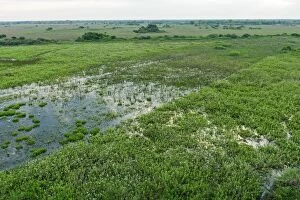 Wetlands Gallery: Pantanal Wetlands, dry season, Mato Grosso, Brazil
