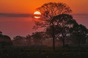 Wetlands Gallery: Pantanal Wetlands with trees, sunset, dry season