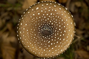 Images Dated 16th October 2006: Panther cap fungus