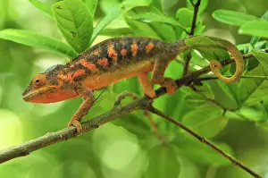 Panther Chameleon - female - Lokobe Nature Special Reserve - Nosy Be - Northern Madagascar