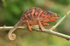 Madagascar Prints: Panther Chameleon - female - Lokobe Nature Special Reserve - Nosy Be - Northern Madagascar