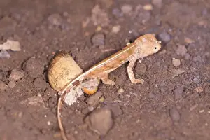Panther Chameleon - just hatched Madagascar