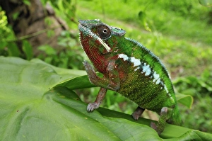 Images Dated 22nd January 2008: Panther Chameleon - male - Andasibe-Mantadia National Park - Eastern-central Madagascar