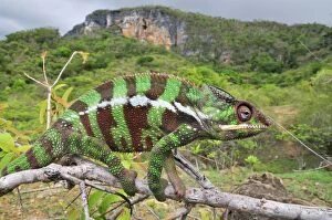 Images Dated 4th January 2008: Panther Chameleon - male on branch
