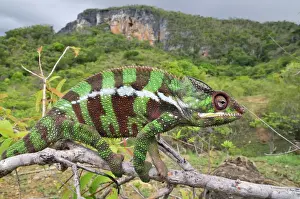 Panther Chameleon - male on branch - Montagne des Francais Reserve - Antsiranana - Northern Madagascar