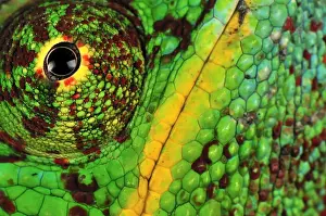 Chameleons Prints: Panther Chameleon - male - close-up of eye and skin - Lokobe Nature Special Reserve - Nosy Be - Northern Madagascar