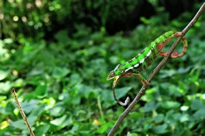 Predators And Prey Gallery: Panther Chameleon - male hunting an insect