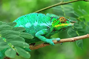 Panther Chameleon - male - Lokobe Nature Special Reserve - Nosy Be - Northern Madagascar