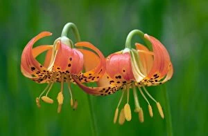 Images Dated 25th July 2011: Panther Lily or Leopard Lily