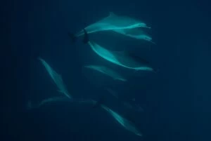 Attenuata Gallery: Pantropical Spotted Dolphins pod swimming