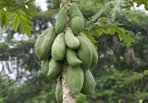 Images Dated 1st May 2004: Papaya - fruit on tree Ilanos, Venezuela