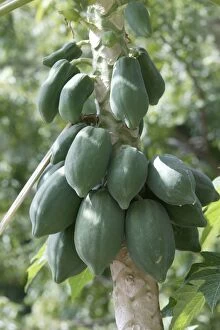 Images Dated 18th August 2004: Papaya / Paw Paw - fruit on tree. Kenya, Africa