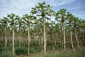 Plantations Prints: Papaya / Paw Paw - plantation Hawaii, USA