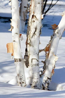 Trunks Gallery: Paper Birch - also known as American White Birch