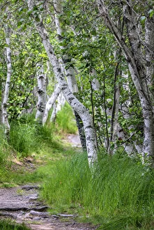 Images Dated 29th June 2021: Paper birch trees along pathway in Acadia National Park, Maine, USA Date: 22-06-2021