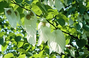 Images Dated 25th September 2006: Paper Handkerchief Tree