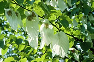 Plants Collection: Paper Handkerchief Tree