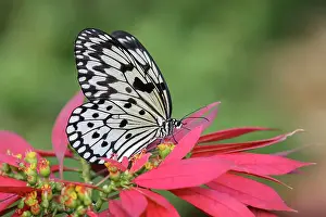 Paper Prints: Paper kite or Large tree nymph butterfly Date: 31-12-1999