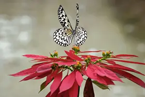 Paper Prints: Paper kite or Large tree nymph butterfly flying Date: 31-12-1999