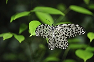 Images Dated 14th November 2008: Paper Kite / Rice Paper butterfly - Tanjung Puting National Park - Kalimantan - Borneo - Indonesia