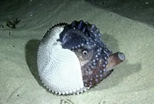 Seabed Prints: Paper Nautilus - in shallows to spawn AU-404