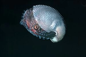 Images Dated 9th December 2004: Paper Nautilus - found swimming in 21 meters down a drop off Quatar, Arabian Gulf